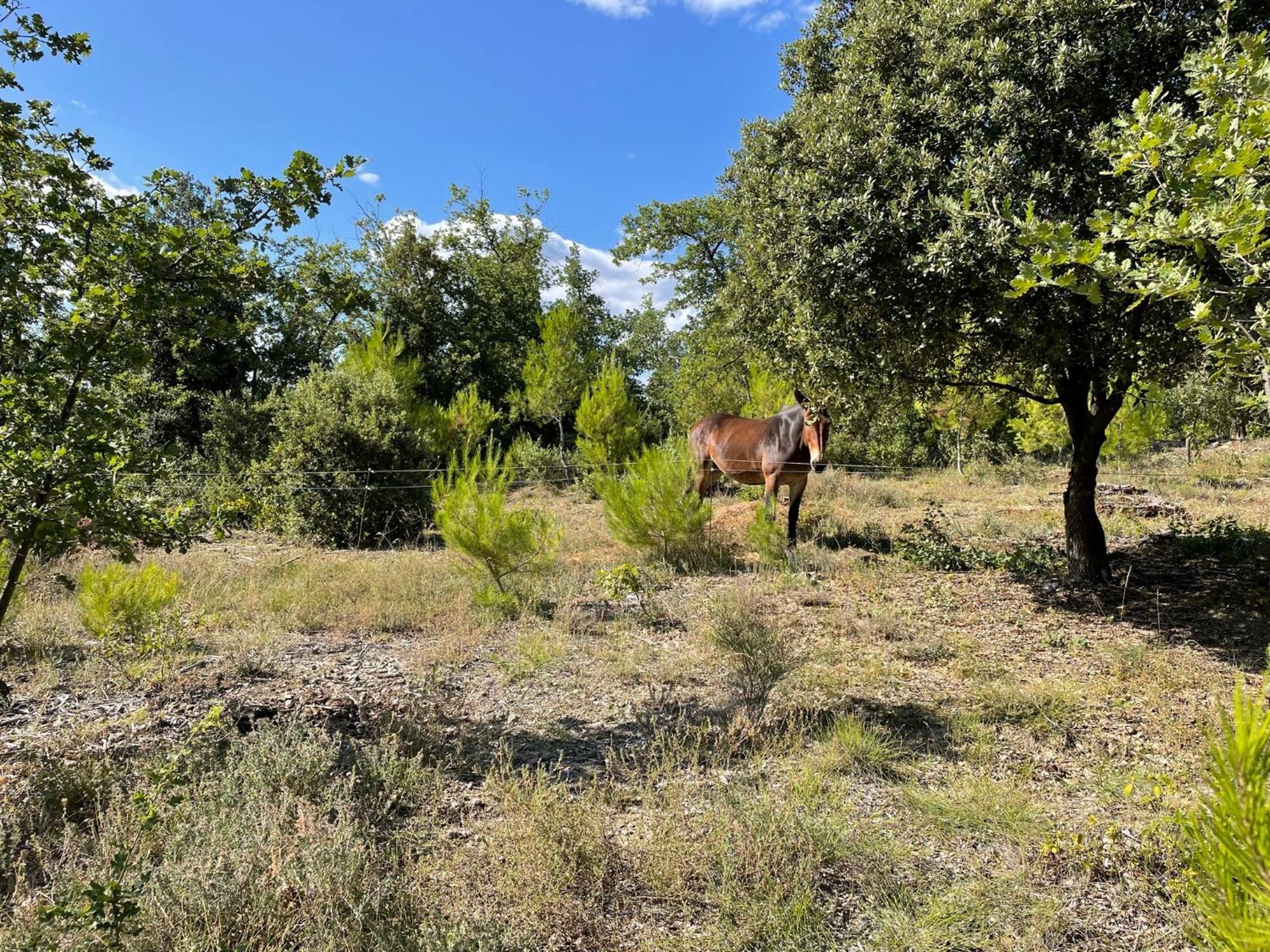 Les Yourtes De Provence Saint-Paulet-de-Caisson Eksteriør billede
