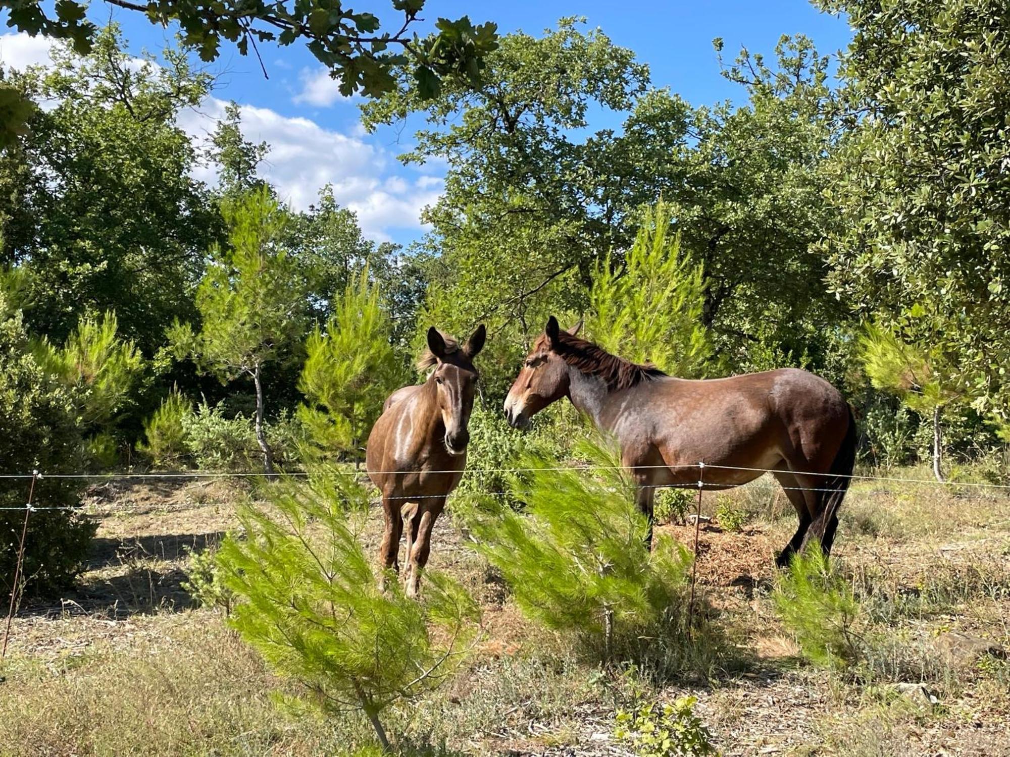 Les Yourtes De Provence Saint-Paulet-de-Caisson Eksteriør billede